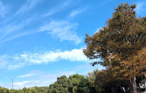 公園の秋空.jpg