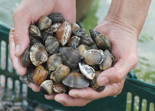 寒中に身をふくらます浜名湖アサリ おいしい春 - 舞阪コーナー - 浜松市中区相生町のスーパー・Bi・an・can（ビアンカン）