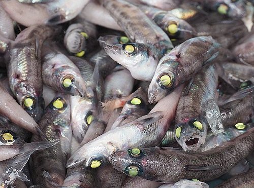 メヒカリは底曳き漁で獲れる深海のうまい脂を一夜干し 舞阪コーナー 浜松市中区相生町のスーパー Bi An Can ビアンカン