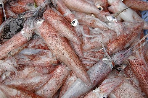 ヒイカは深海から揚がる小さくやわらかい万能イカ 舞阪コーナー 浜松市中区相生町のスーパー Bi An Can ビアンカン