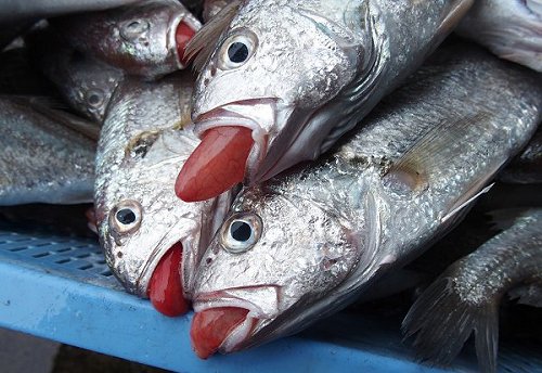 グチとも呼ぶイシモチはグチを言う魚 - 舞阪コーナー - 浜松市中区相生 ...