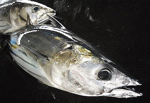 カツオは釣られたばかりは縞が見えない白銀色 舞阪コーナー 浜松市中区相生町のスーパー Bi An Can ビアンカン