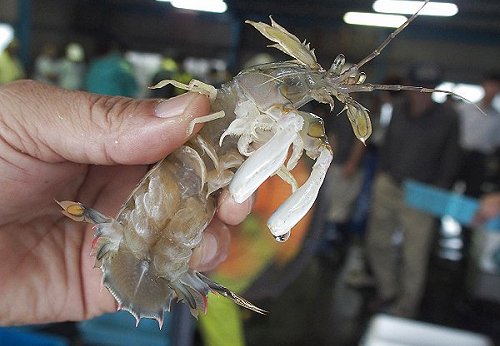 シャコといってもガレージじゃない蝦蛄 舞阪コーナー 浜松市中区相生町のスーパー Bi An Can ビアンカン