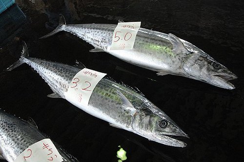 切り身の照り焼き サワラは意外な大きさの魚 舞阪コーナー 浜松市中区相生町のスーパー Bi An Can ビアンカン