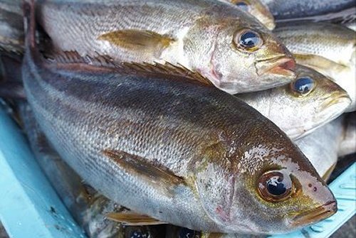 夏の海の勢い魚 うりぼうのようなイサキ 舞阪コーナー 浜松市中区相生町のスーパー Bi An Can ビアンカン