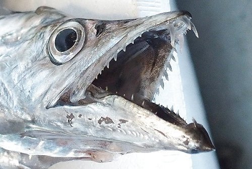 初夏はタチウオの季節 牙を持つ太刀魚 舞阪コーナー 浜松市中区相生町のスーパー Bi An Can ビアンカン