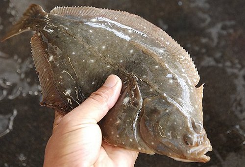 浜名湖はカレイの宝庫 イシガレイ 舞阪コーナー 浜松市中区相生町のスーパー Bi An Can ビアンカン