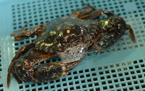 浜名湖イシガニ カニの泡吹きとは 舞阪コーナー 浜松市中区相生町のスーパー Bi An Can ビアンカン