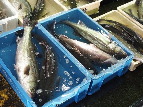 風吹くと豊漁 浜名湖のセイゴ マダカ スズキ 舞阪コーナー 浜松市中区相生町のスーパー Bi An Can ビアンカン