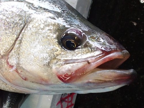 雨降れば巨魚スズキの港 浜名湖雄踏港市場 舞阪コーナー 浜松市中区相生町のスーパー Bi An Can ビアンカン