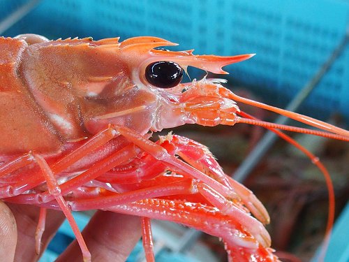 舞阪港の深海テナガエビはイタリアンのアカザエビ 舞阪コーナー 浜松市中区相生町のスーパー Bi An Can ビアンカン